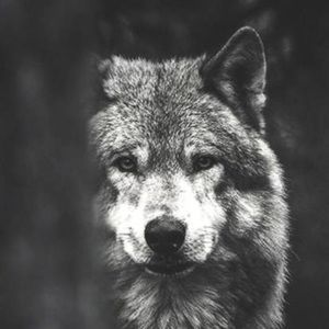 Meet your Posher, Gingy